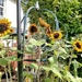 Sunflowers..... by cutekitty