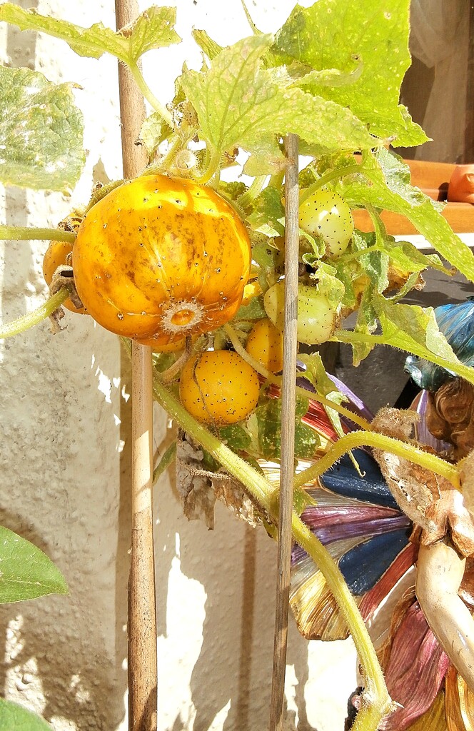 Yellow Ball Cucumbers..... by cutekitty