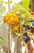 27th Aug 2024 - Yellow Ball Cucumbers.....