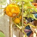 Yellow Ball Cucumbers..... by cutekitty