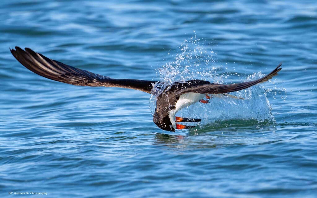 Fishing by photographycrazy