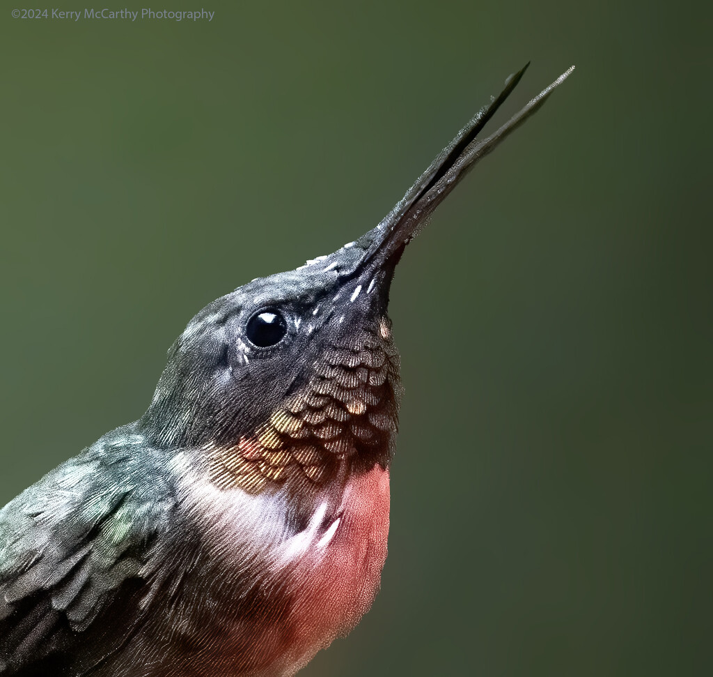 Up close and personal by mccarth1