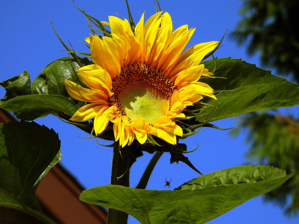 Sunflower and Friend by seattlite