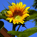 Sunflower and Friend by seattlite