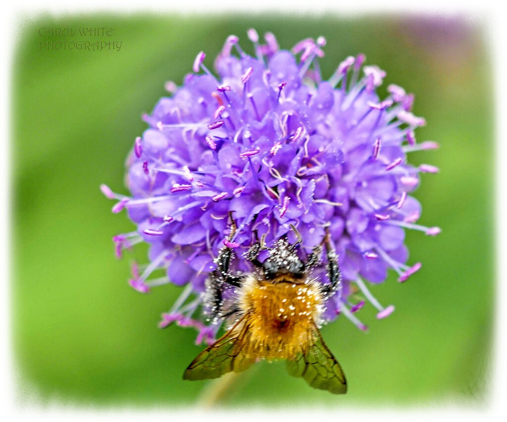 Covered With Pollen by carolmw