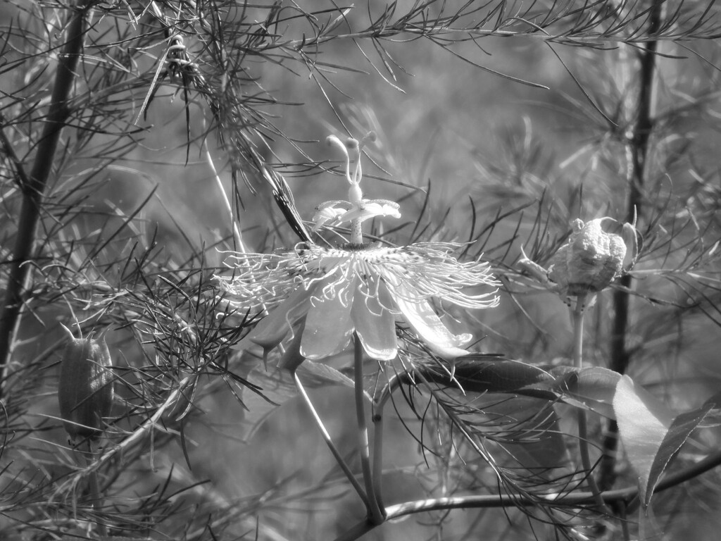 Passion bloom in the dog fennel... by marlboromaam