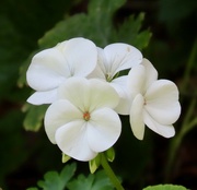 30th Aug 2024 - White geranium 