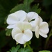 White geranium 