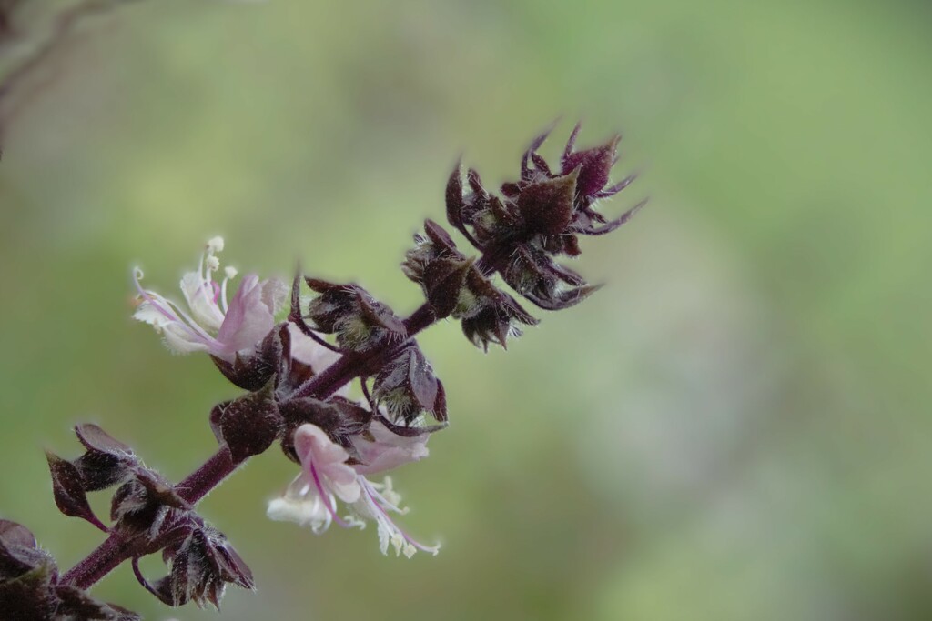 Tip of Basil by photohoot