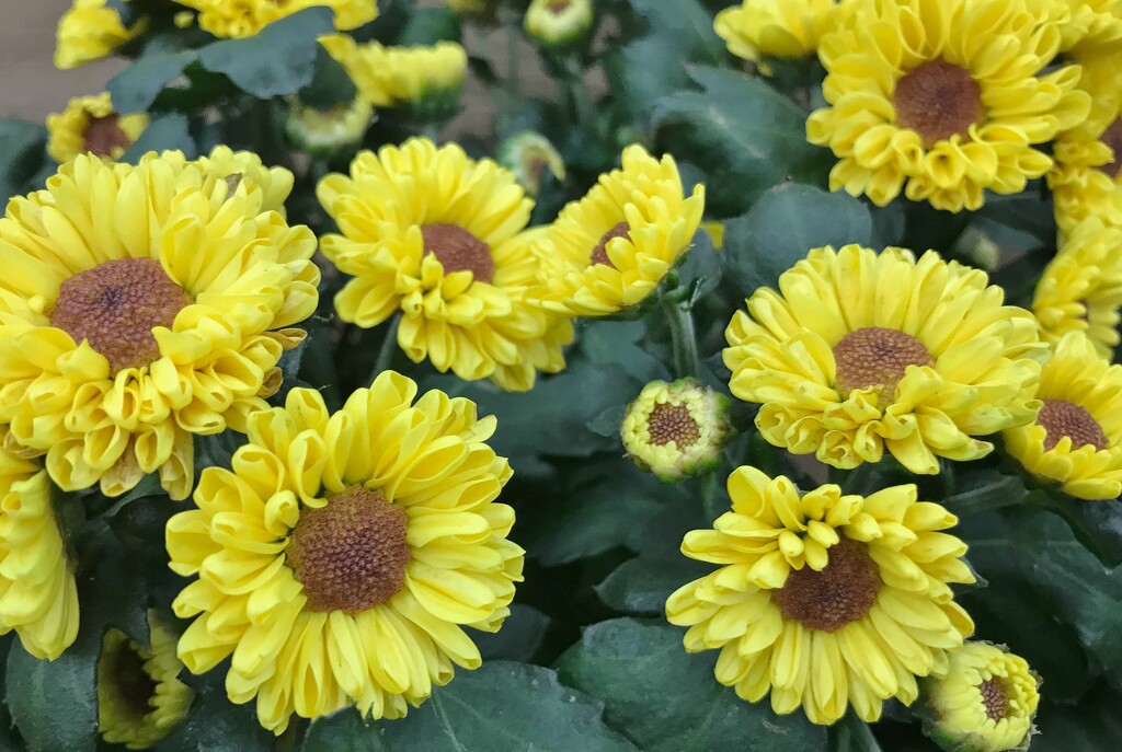 Yellow mums by mittens