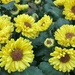 Yellow mums