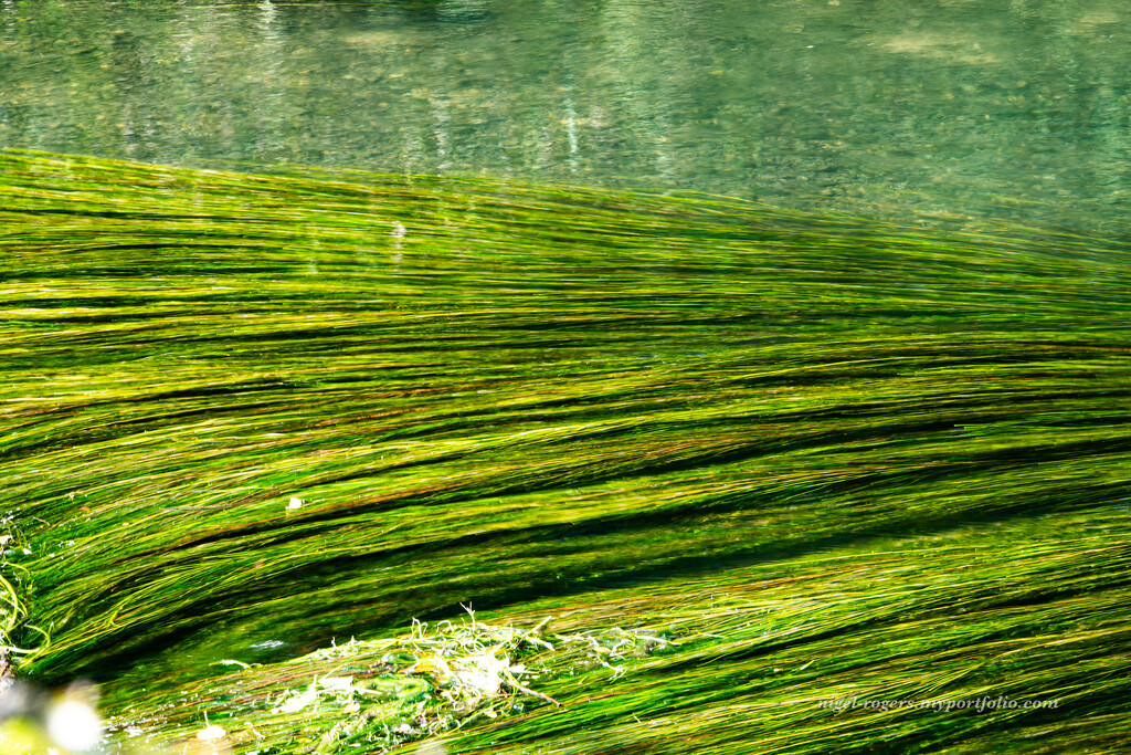 Reeds in the river by nigelrogers