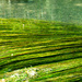 Reeds in the river by nigelrogers