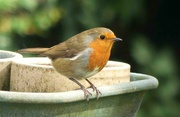 30th Aug 2024 - Robin