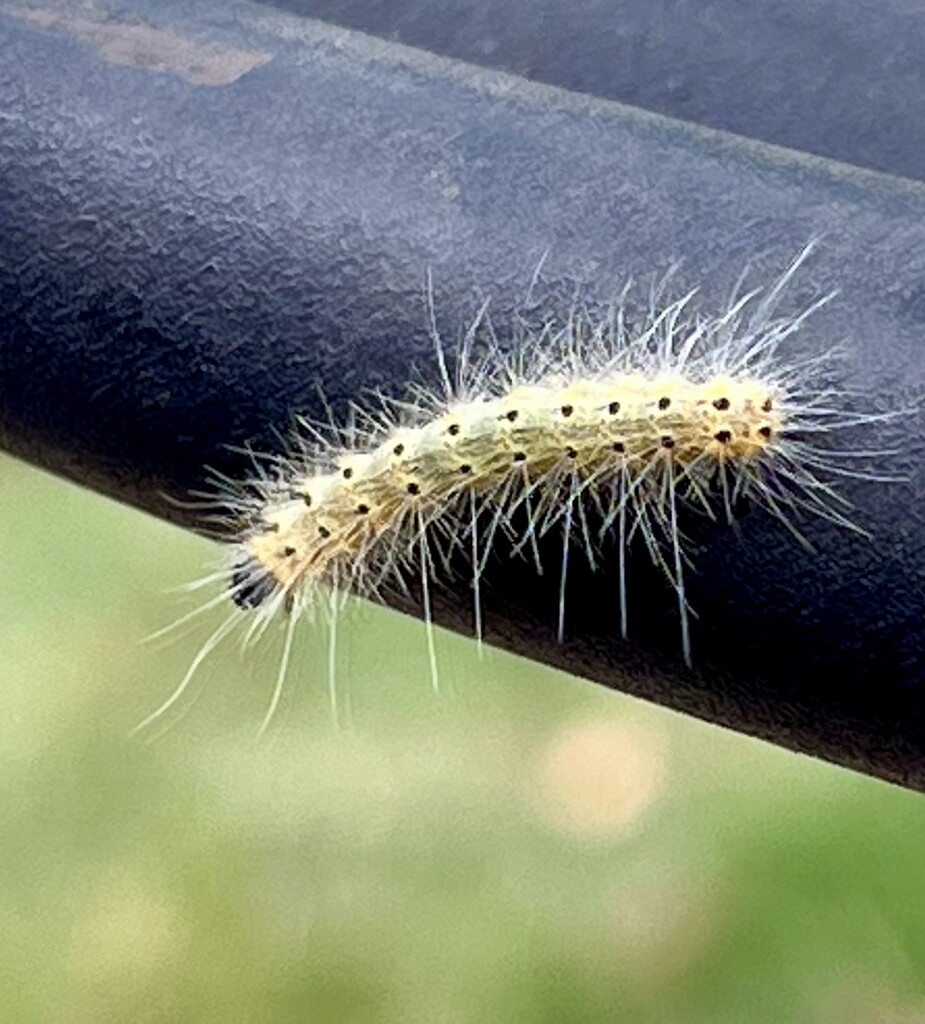 Fall Webworm  by sjgiesman