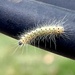 Fall Webworm  by sjgiesman