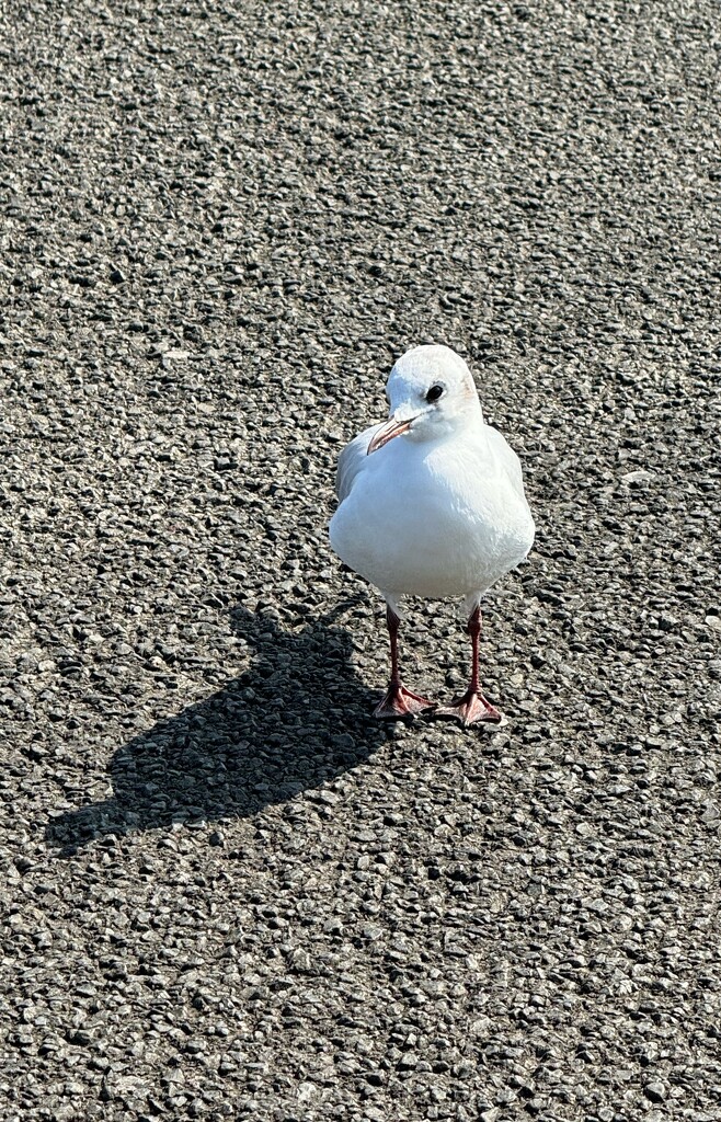 Hungry gull by alison59