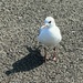 Hungry gull by alison59