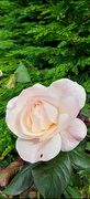 30th Aug 2024 - Summer Rose