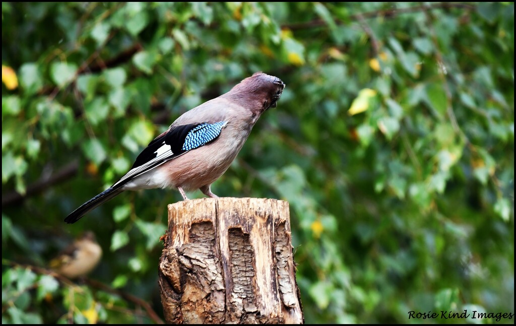 A jay by rosiekind