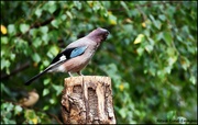 30th Aug 2024 - A jay