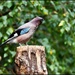 A jay by rosiekind