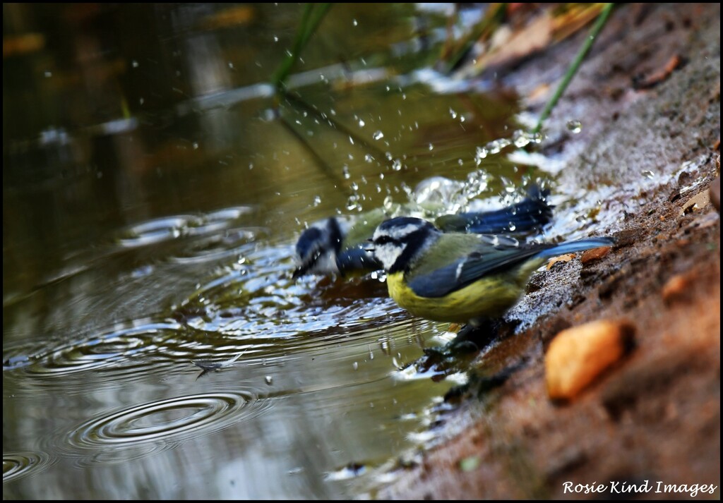 Splashing about by rosiekind