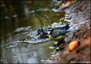 30th Aug 2024 - Splashing about