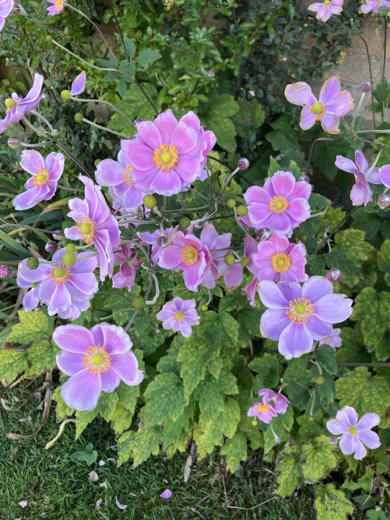 Japanese Anemones by foxes37