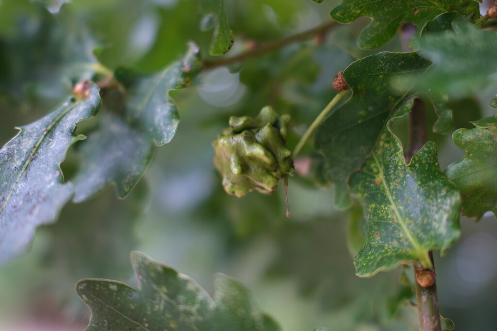 Acorn gall by plebster