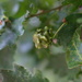 Acorn gall by plebster