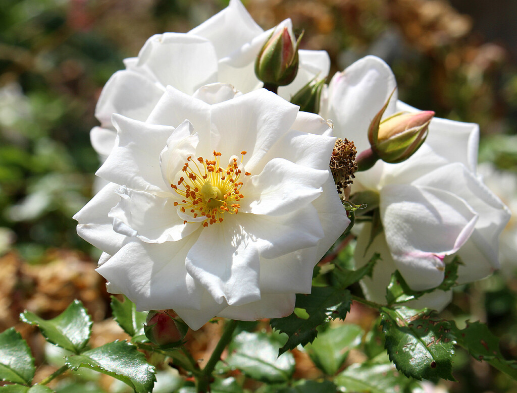 White Rose.  by wendyfrost