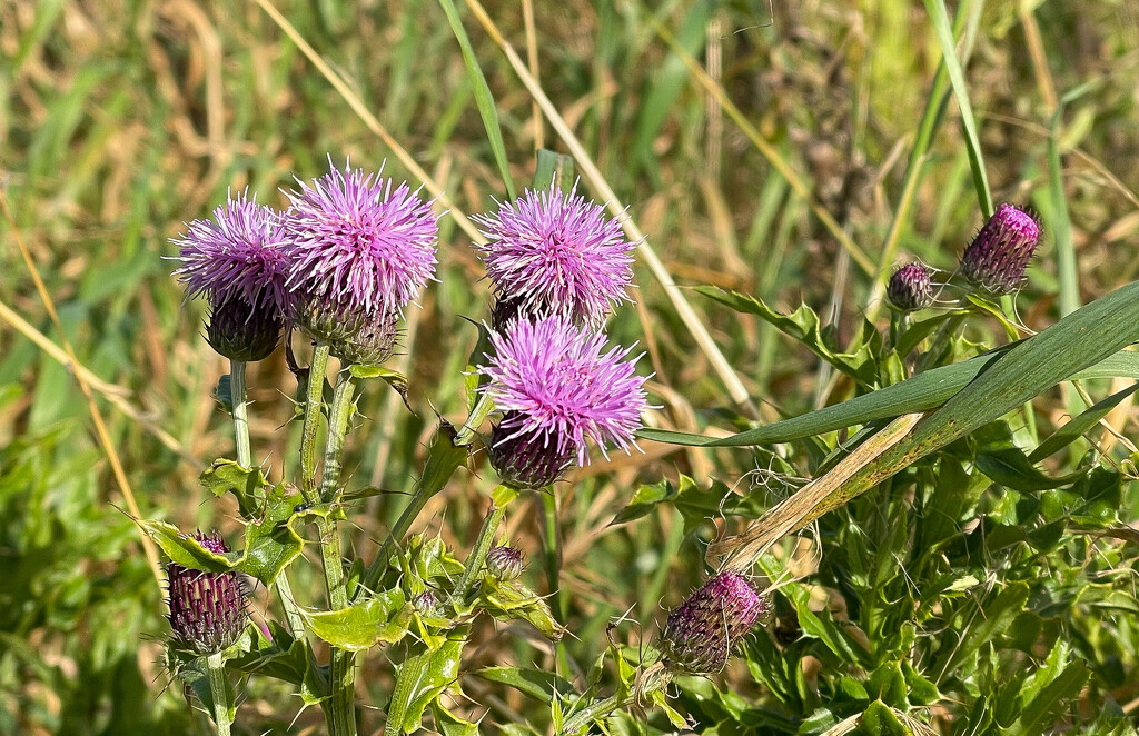 Creeping Thistle by lifeat60degrees