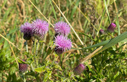 30th Aug 2024 - Creeping Thistle