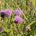 Creeping Thistle