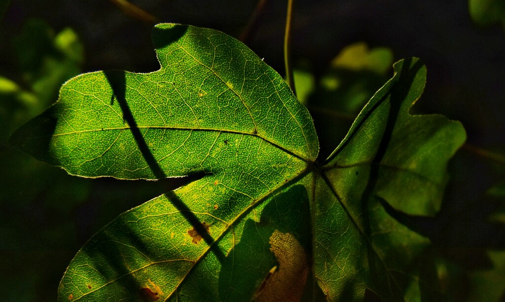 Leaf light by dragey74