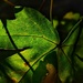 Leaf light