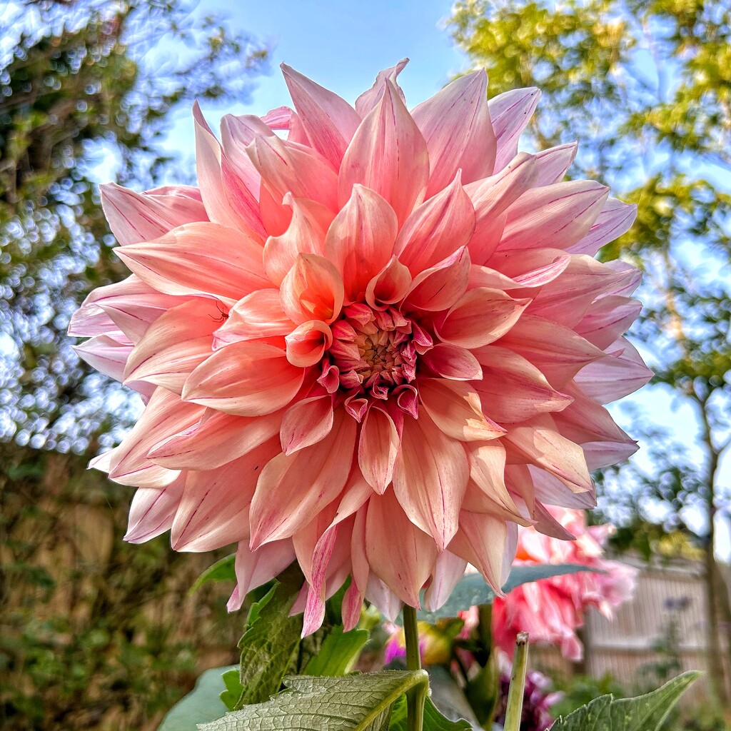 Garden Dahlia by carole_sandford