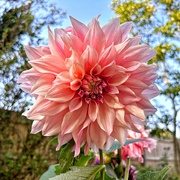 30th Aug 2024 - Garden Dahlia