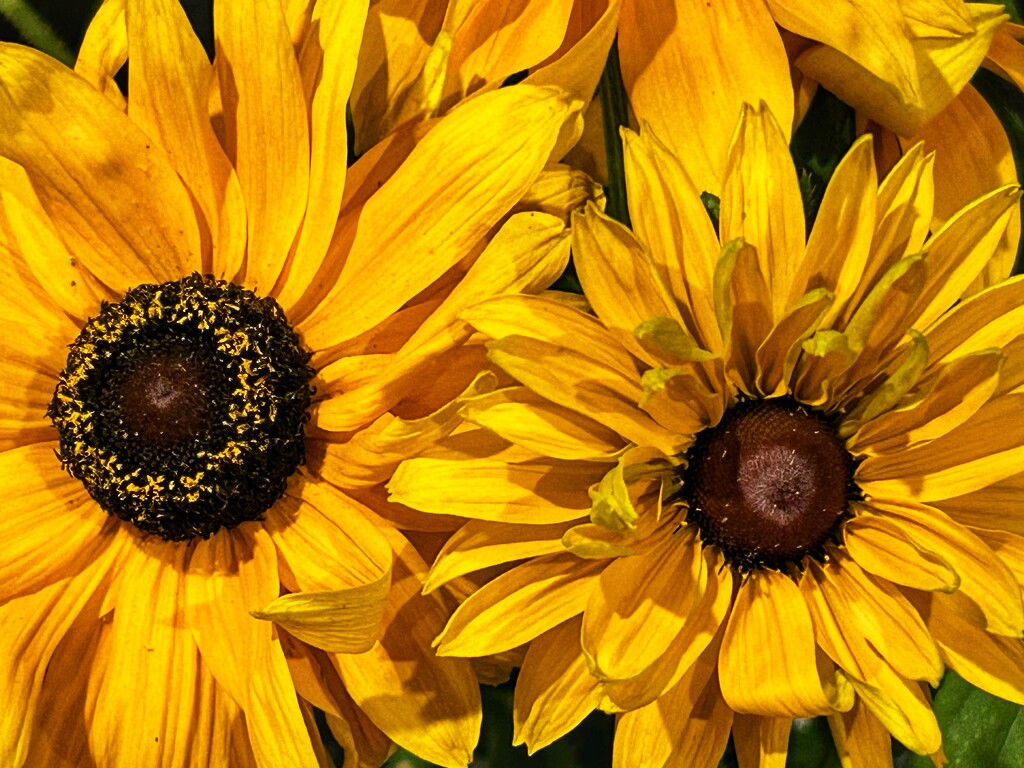 Black Eyed Susan by phil_sandford