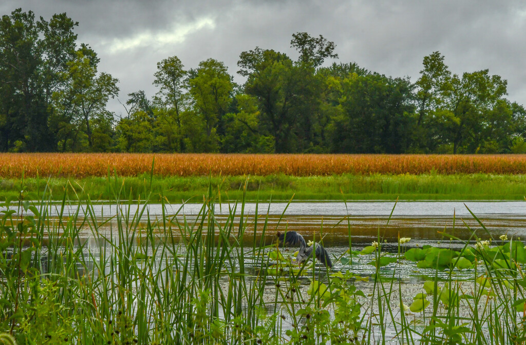 Hidden Heron by kareenking