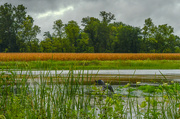 30th Aug 2024 - Hidden Heron