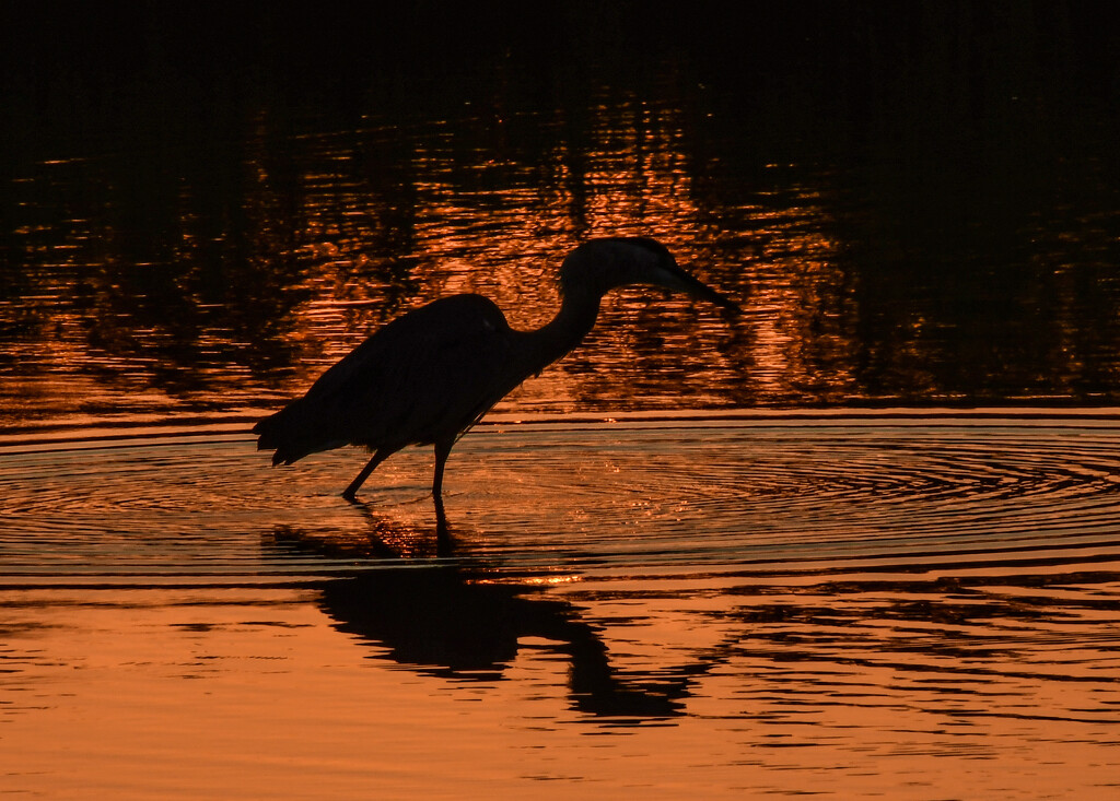 Heron Reflection 7-21-24 by kareenking