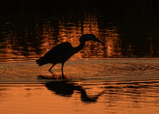 21st Jul 2024 - Heron Reflection 7-21-24