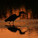 Heron Reflection 7-21-24 by kareenking