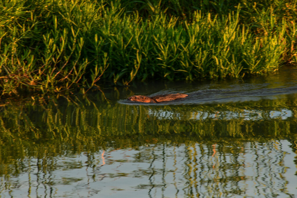 Muskrat Love by kareenking