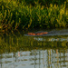 Muskrat Love by kareenking