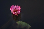 31st Aug 2024 - Waterlily on the duck pond.