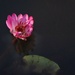 Waterlily on the duck pond.