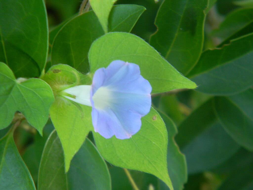 Blue Morning Glory Flower  by sfeldphotos